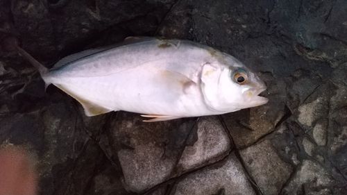 ショゴの釣果
