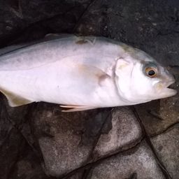 ショゴ
