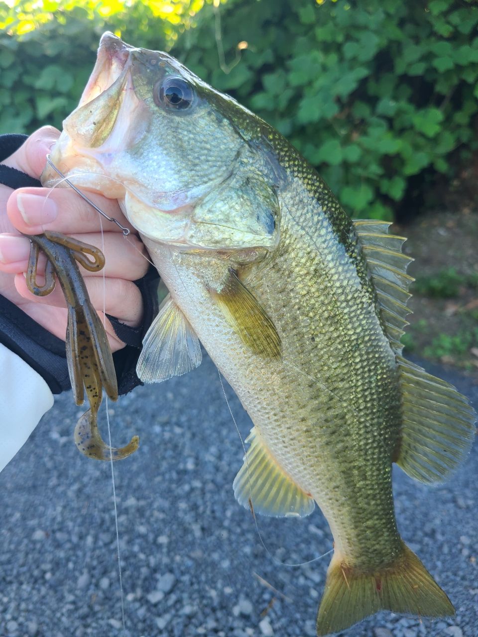 ラージマウスバス