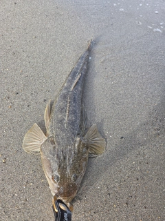 コチの釣果