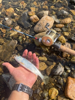 ハスの釣果
