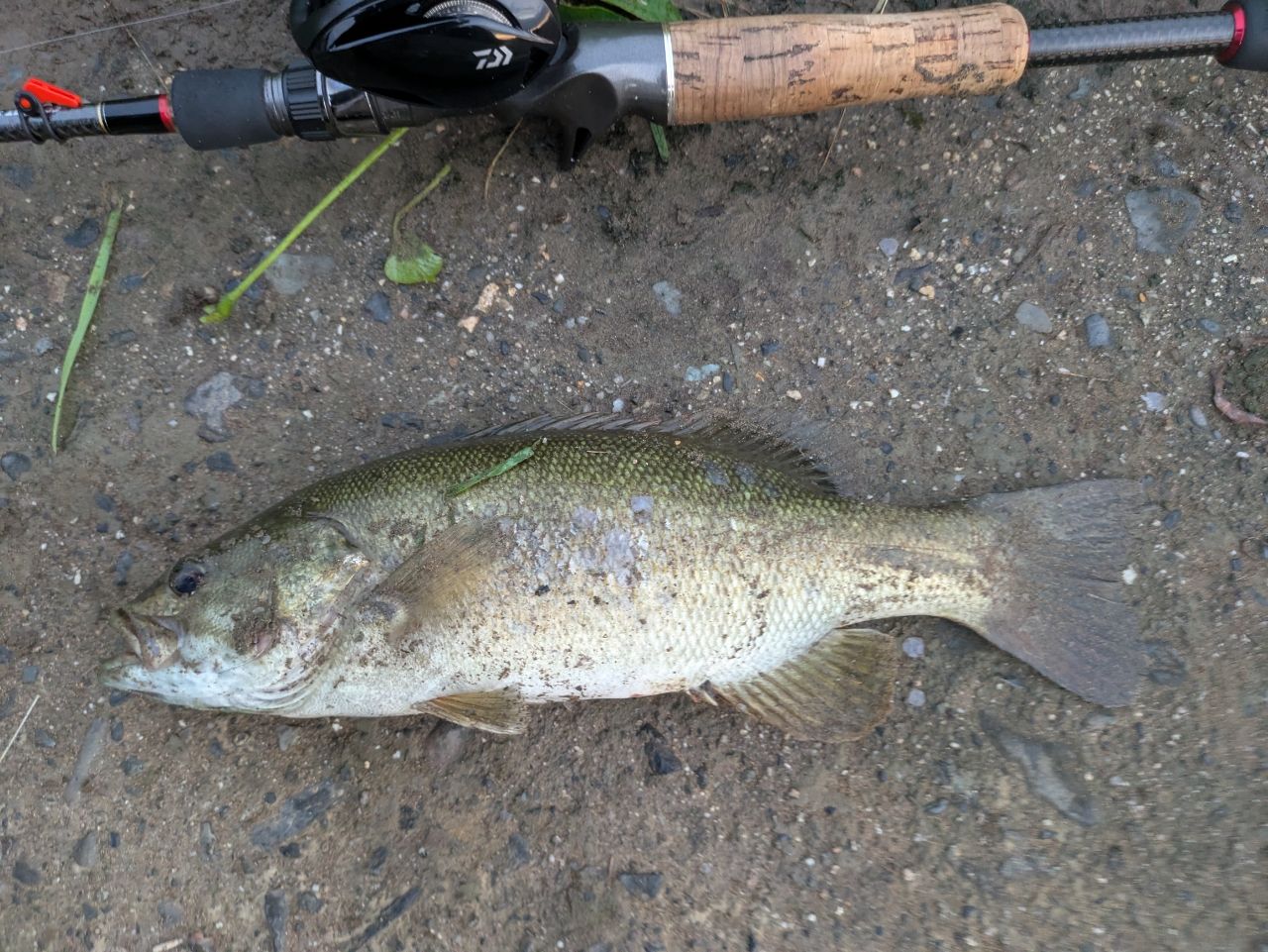 スモールマウスバス