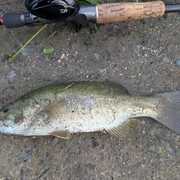 スモールマウスバス