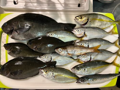 メジナの釣果