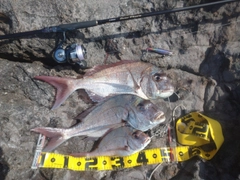 マダイの釣果