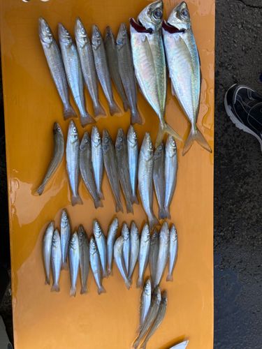 キスの釣果