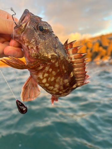 カサゴの釣果