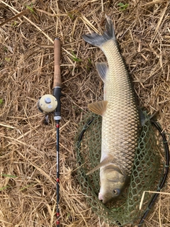 ニゴイの釣果