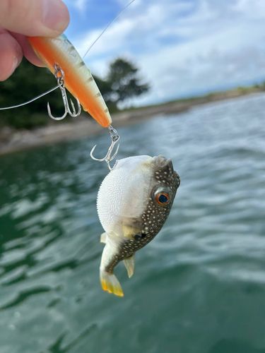 クサフグの釣果