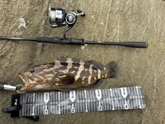 クエの釣果