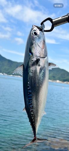 マルソウダの釣果