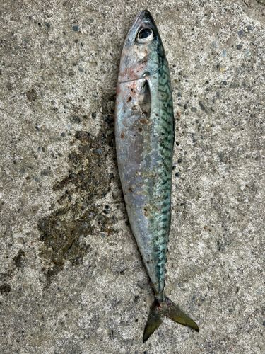 サバの釣果