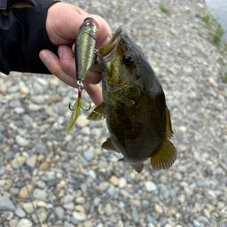 スモールマウスバス