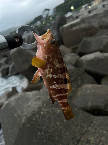 キジハタの釣果
