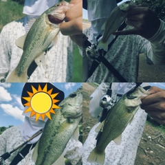 ブラックバスの釣果