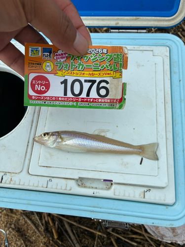 キスの釣果