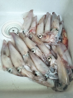 ケンサキイカの釣果