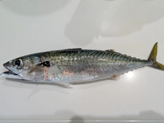 サバの釣果