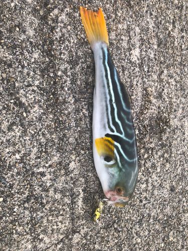 フグの釣果