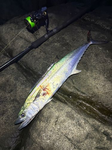サゴシの釣果