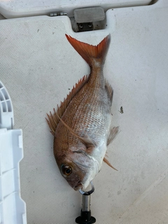 マダイの釣果