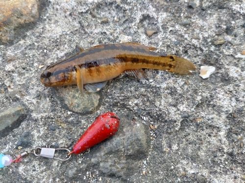 アカオビシマハゼの釣果