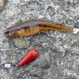 アカオビシマハゼ