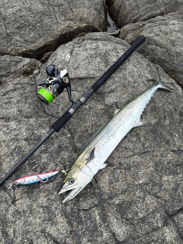 サゴシの釣果