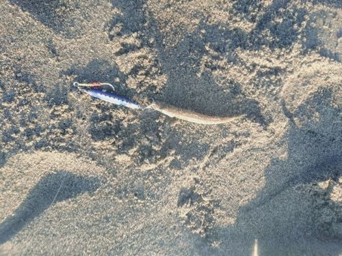 カマスの釣果