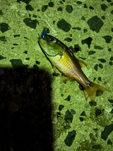 ネンブツダイの釣果