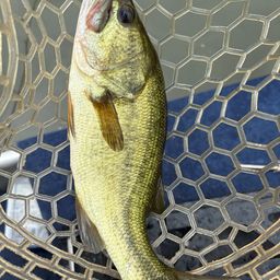 ラージマウスバス