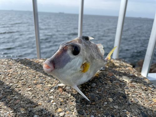 ギマの釣果