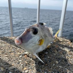 ギマ