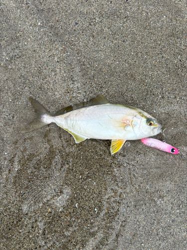 ショゴの釣果
