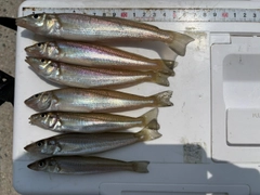 キスの釣果