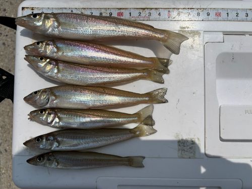 キスの釣果