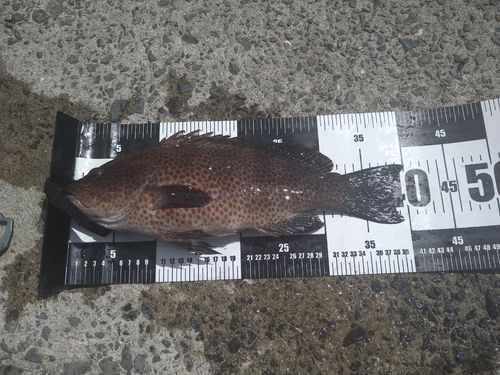 オオモンハタの釣果