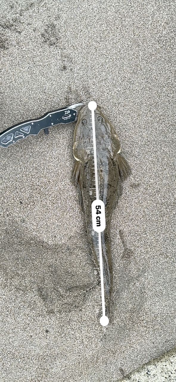 マゴチ