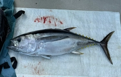 メバチマグロの釣果