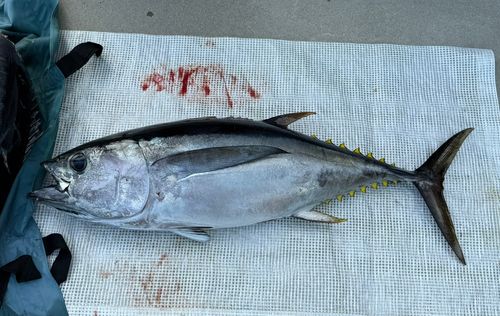 メバチマグロの釣果