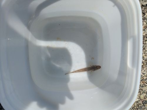 ハゼの釣果