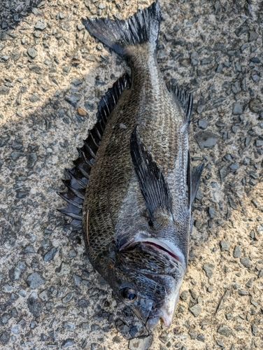 チヌの釣果