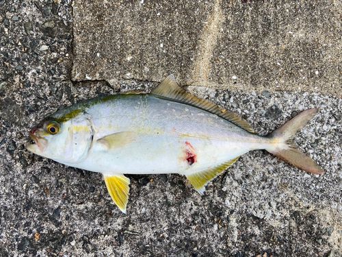 ネリゴの釣果