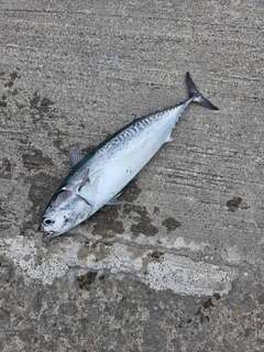 ヒラソウダの釣果