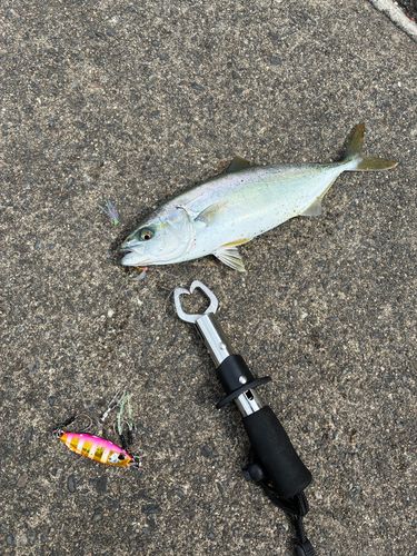 ワカシの釣果