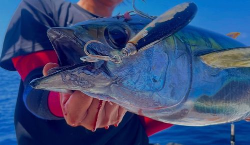 キハダマグロの釣果