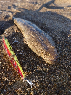 マゴチの釣果
