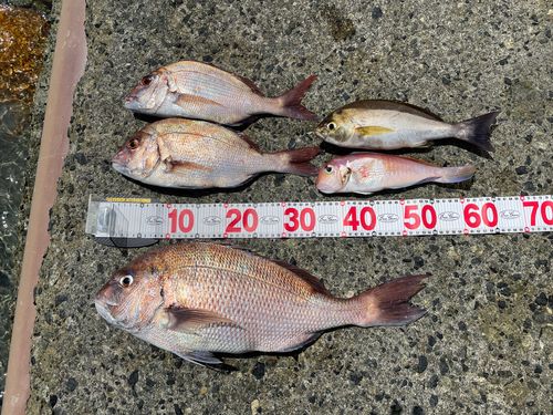 マダイの釣果