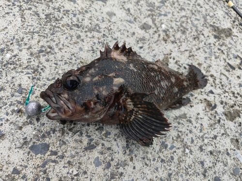 オウゴンムラソイの釣果