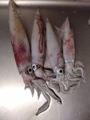 ケンサキイカの釣果